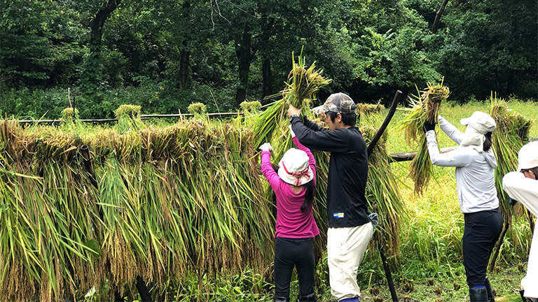 <Harvesting> Harvested rice is hung on the drying ground to dry.