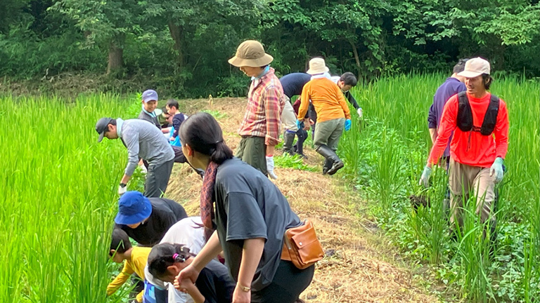 <Weeding> Weeding helps the growth of pesticide-free rice.