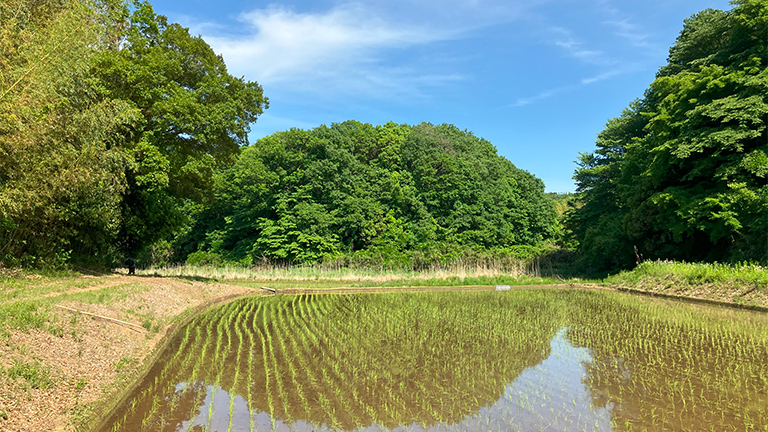 谷津田の自然