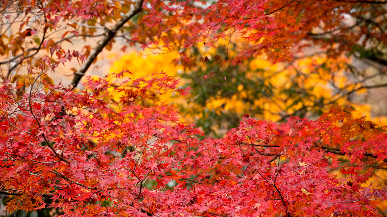 亀山山林の紅葉は、暖かい気候で育つ緑と秋の深まりとともに色づく朱が折り重なり、独特の風景になります。