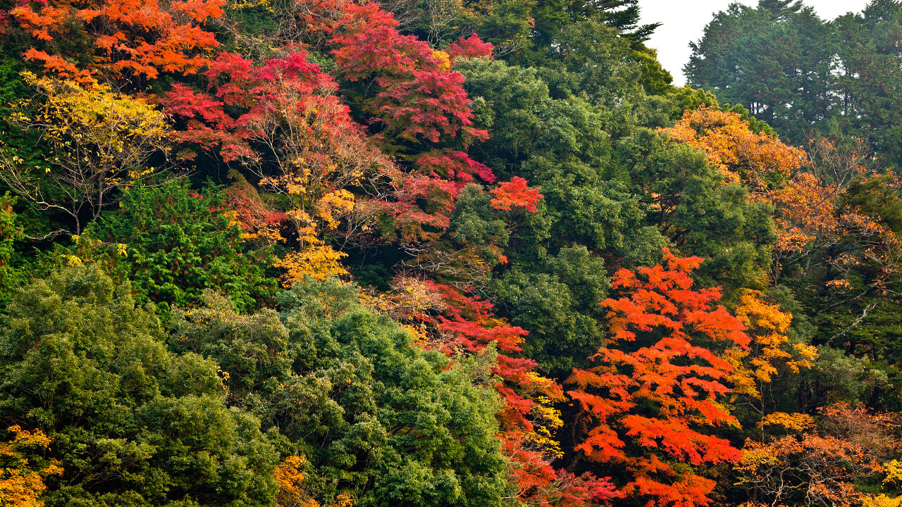 亀山山林の紅葉は、暖かい気候で育つ緑と秋の深まりとともに色づく朱が折り重なり、独特の風景になります。